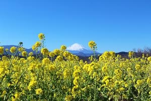 菜の花と富士山