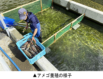 アメゴ養殖の様子