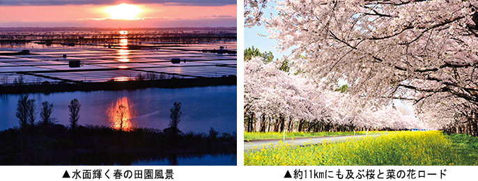 左:水面輝く春の田園風景 右:約11kmにも及ぶ桜と菜の花ロード