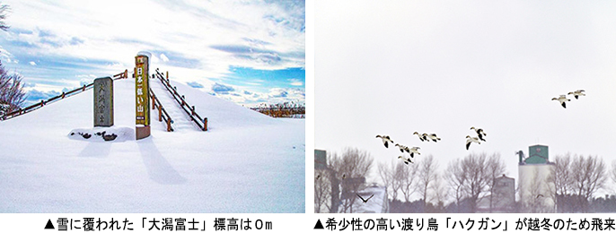 左:雪に覆われた「大潟富士」標高は0m 右:希少性の高い渡り鳥「ハクガン」が越冬のため飛来