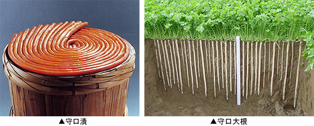 ▲左：守口漬　▲右：守口大根