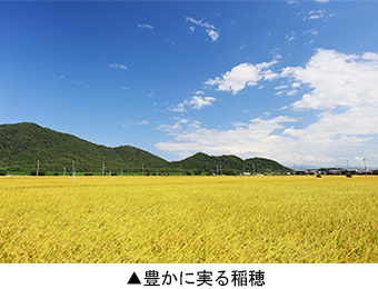 豊かに実る稲穂