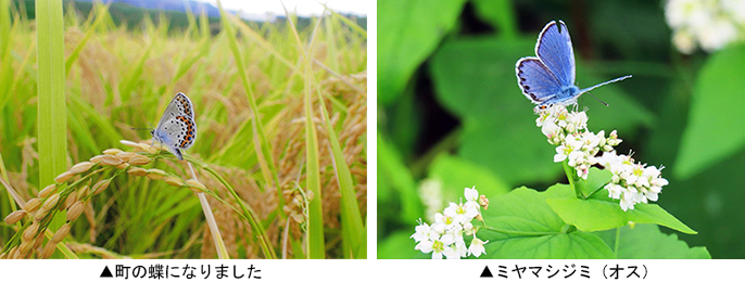 左：町の蝶になりました　右：青い輝きミヤマシジミ