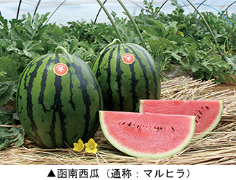 函南西瓜(通称:マルヒラ)