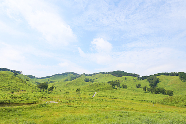 西日本有数のススキ草原・砥峰高原の初夏