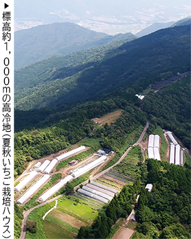 標高約1,000mの高冷地(夏秋いちご栽培ハウス)