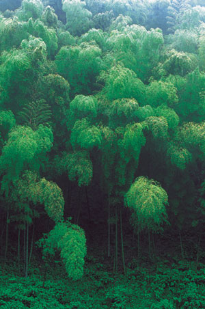 竹林の写真
