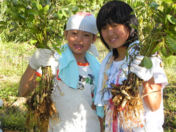落花生を収穫している写真