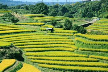 下赤阪の棚田の写真
