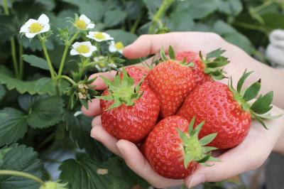 町の復興を牽引、完熟いちご復活