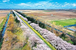 大潟村の観光名所「桜と菜の花ロード」