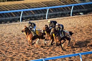 美浦トレーニング・センターの調教風景